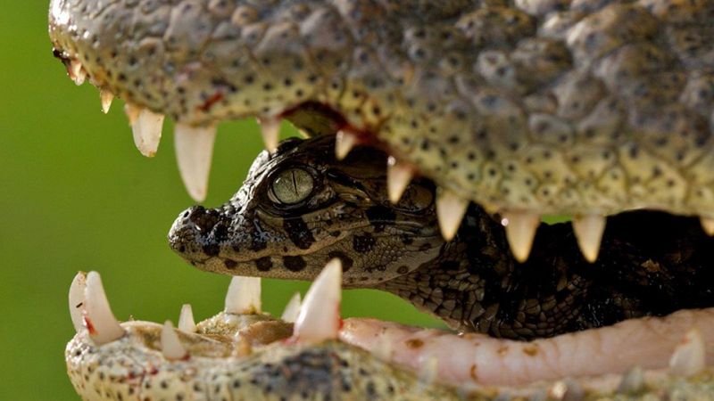 human interference can turn the crocodiles violent
