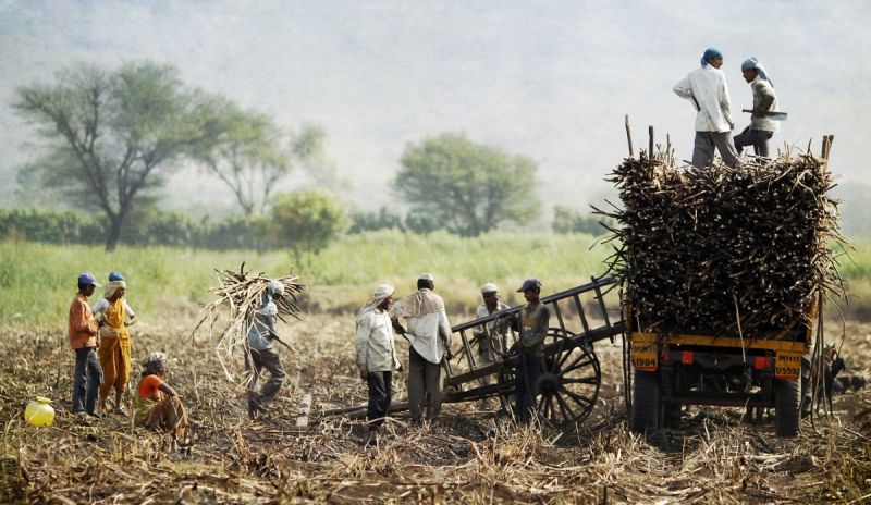 Maharashtra sugar mills owe Rs 593 cr to farmers