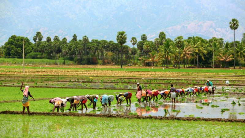 Goa government working on contract farming law