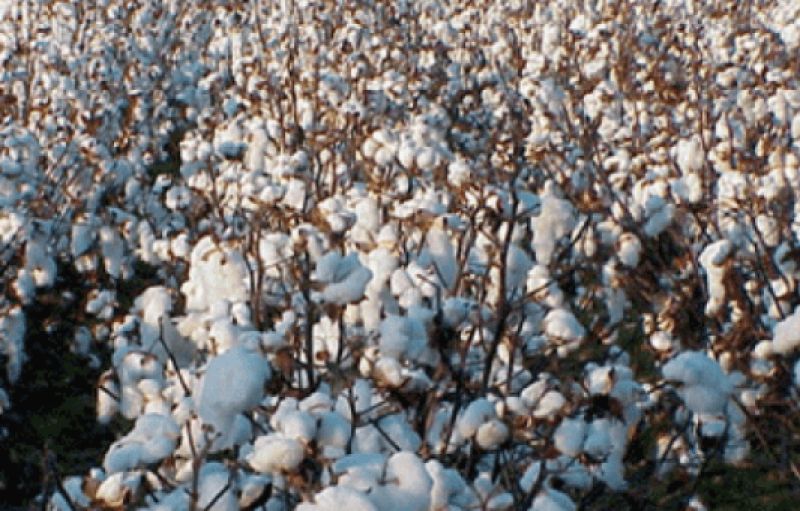Cotton