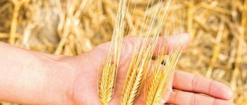 The government plans to announce a sharp increase in MSP