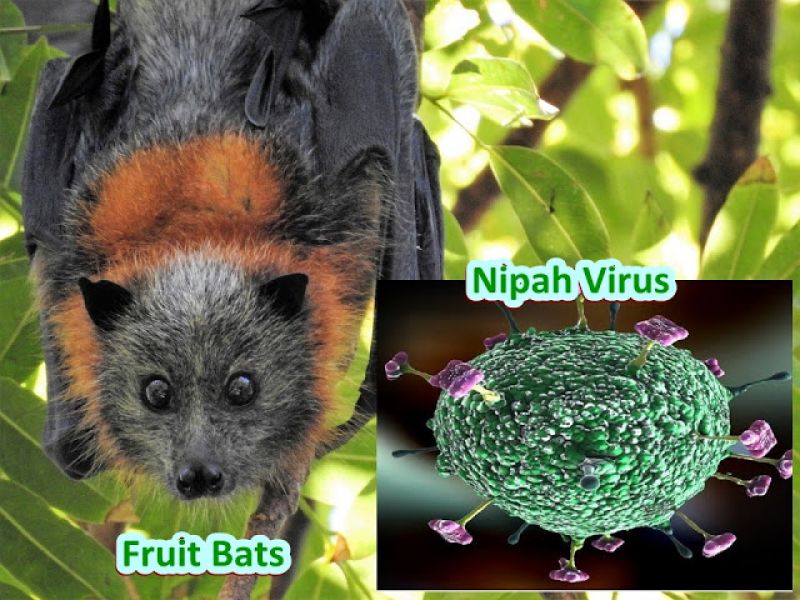 Fruit-eating bats