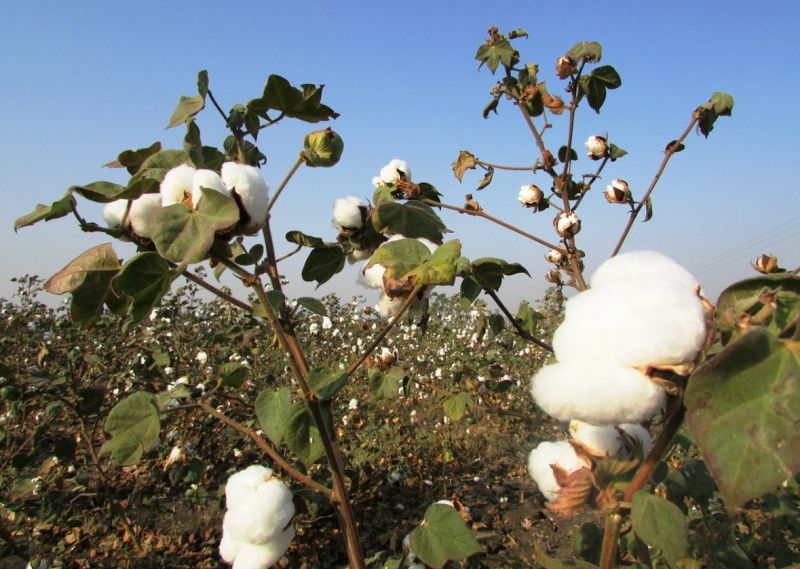 Damage of cotton crops