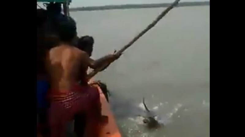Fishermen hound tiger in Sunderbans river