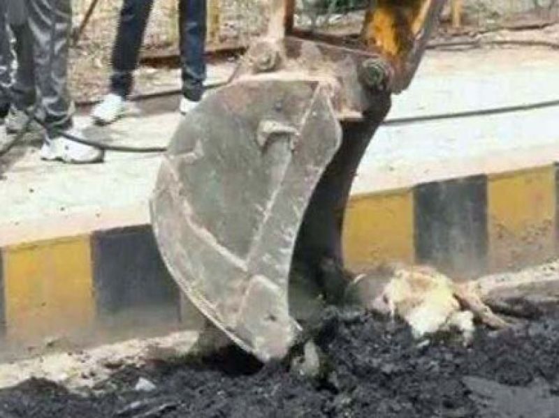 A dog buried alive under bitumen