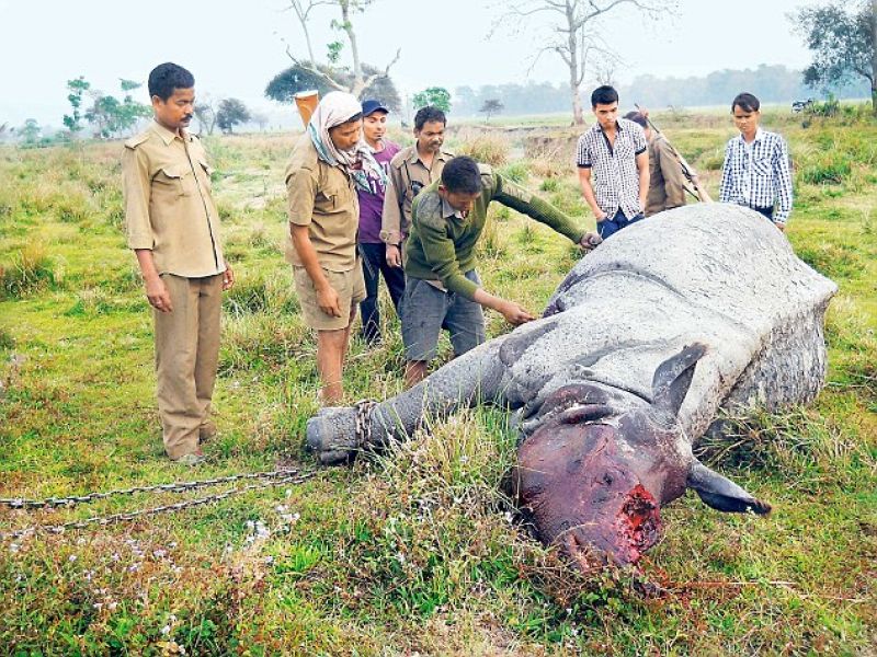 Protecting rhinos along with other wild lives