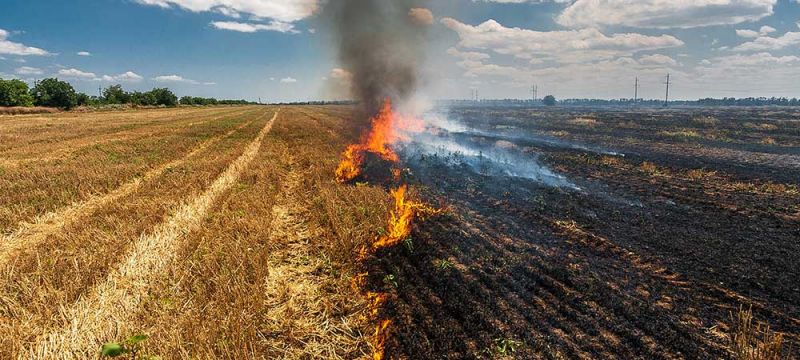 Paddy Residue Burning