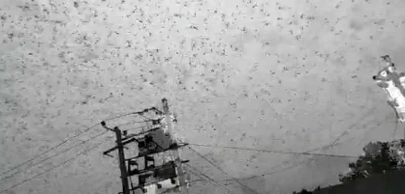 Locusts