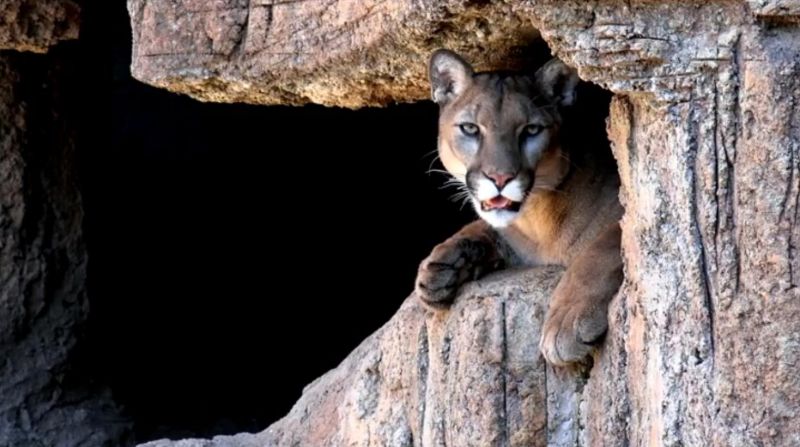 Department has started a search for the Catamount