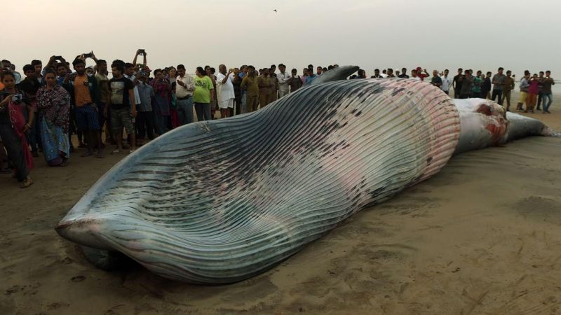 Whale washed ashore at Khardanda