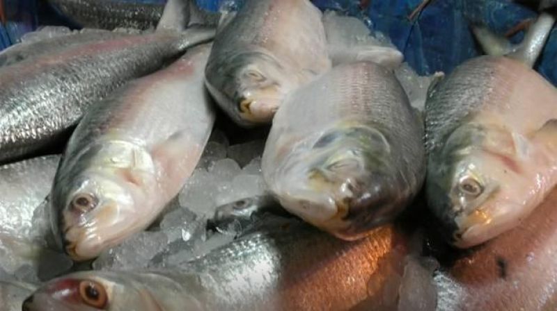 Goa minister allays fear of formalin in fish