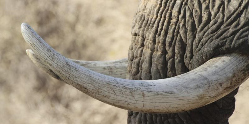 DRI has seized 24 pieces of ivory weighing about six kilograms