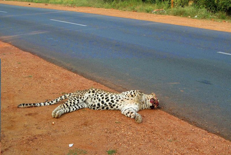 34 Leopards die each year in Rajasthan