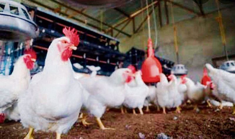 53,000 poultry birds to be culled at Punjab's Mohali