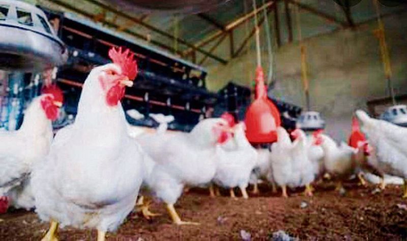 53,000 poultry birds to be culled at Punjab's Mohali 53,000 poultry birds to be culled at Punjab's Mohali