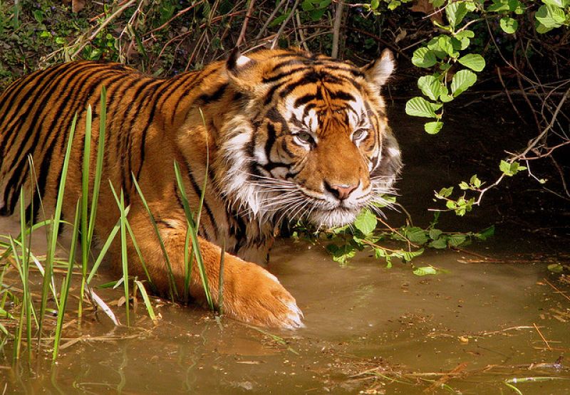 Wildlife