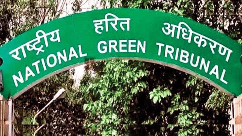 NGT orders status quo on felling of trees