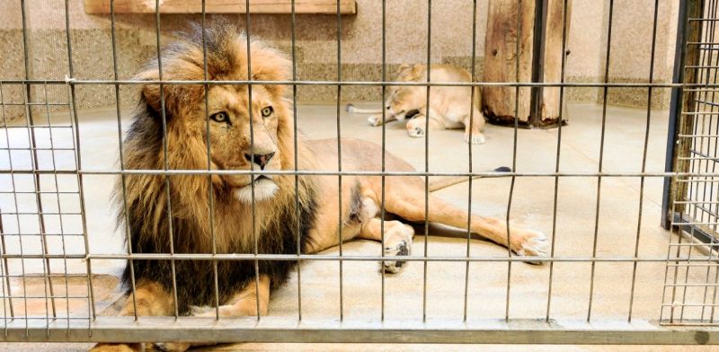 Lion
