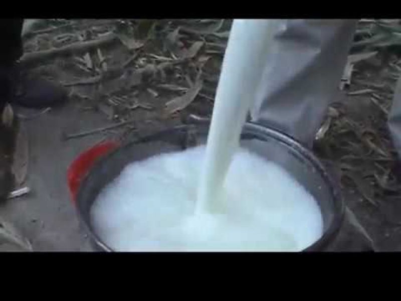 Artificial Milk