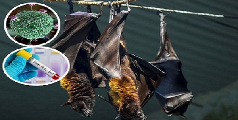 Sikkim govt issues advisory on Nipah