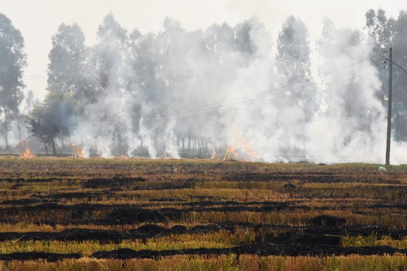 Stubble burning