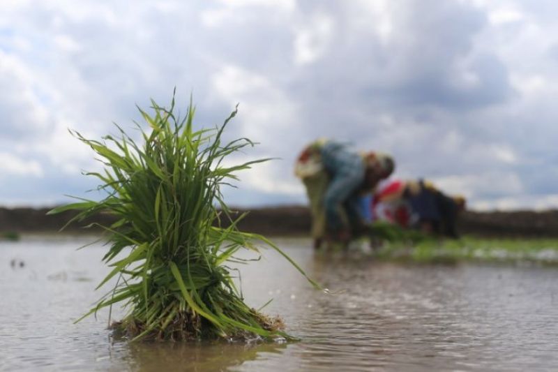 Waive loans of farmers & hike the Minimum Support Price