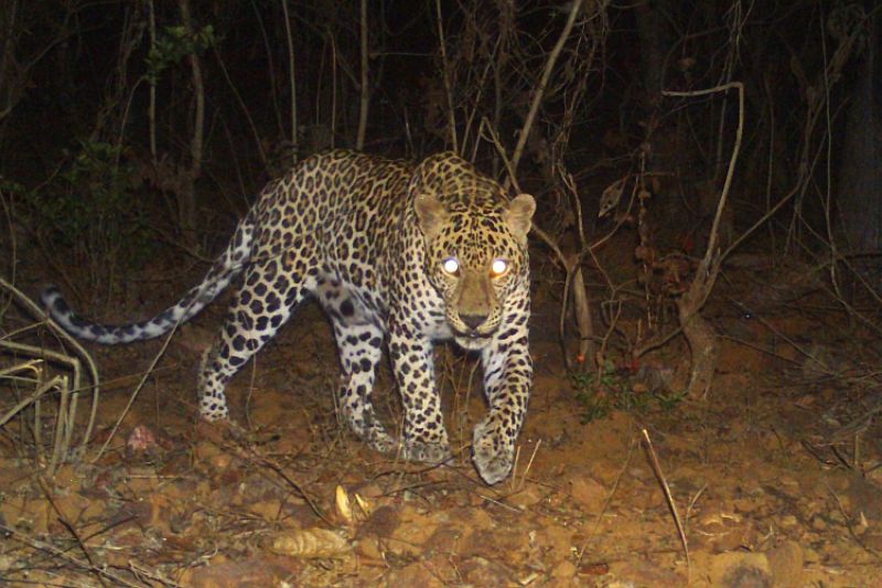 Leopard beaten up