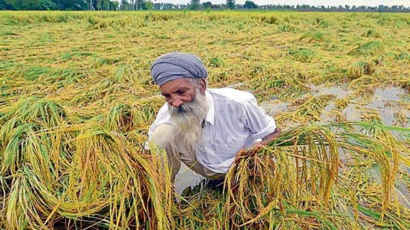 farmers,hevay rainfall