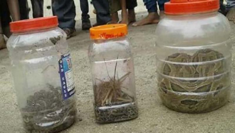Snake catcher caught all the snakes and put them in bottles