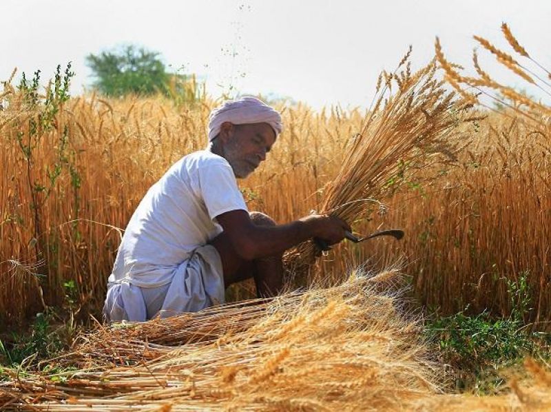 Paddy procurement 