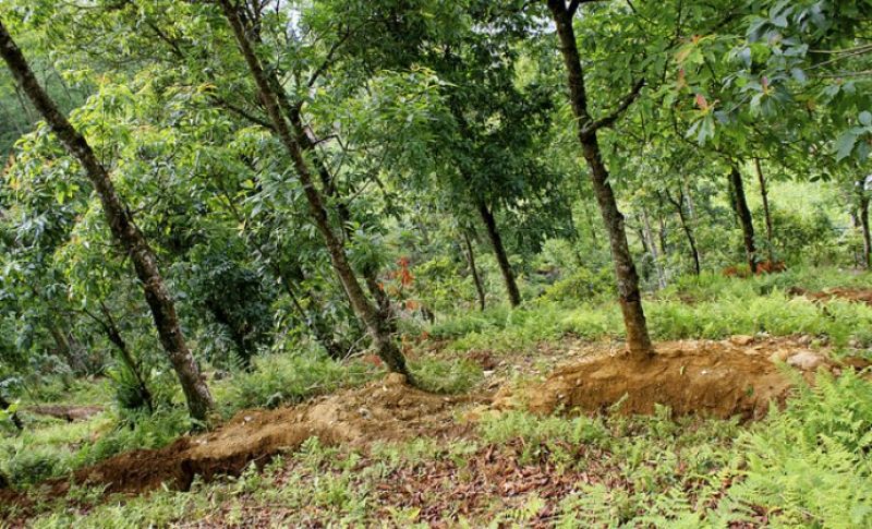 Forest area