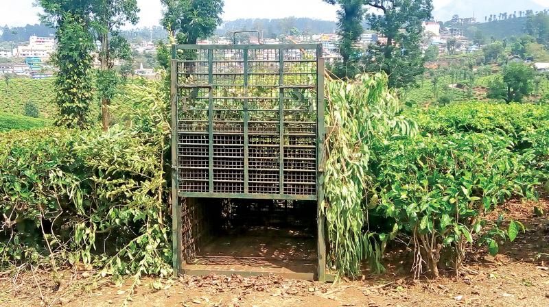 Forest department personnel decided to trap the leopard