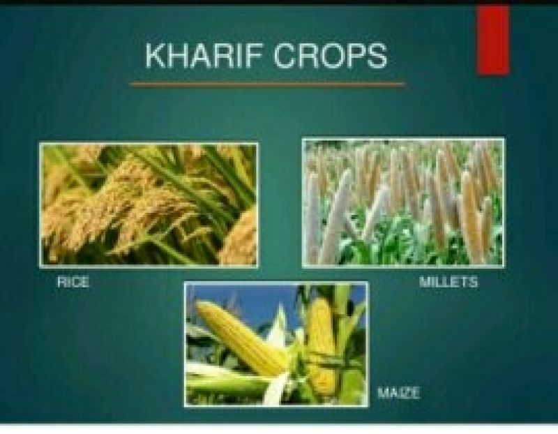 kharif crops