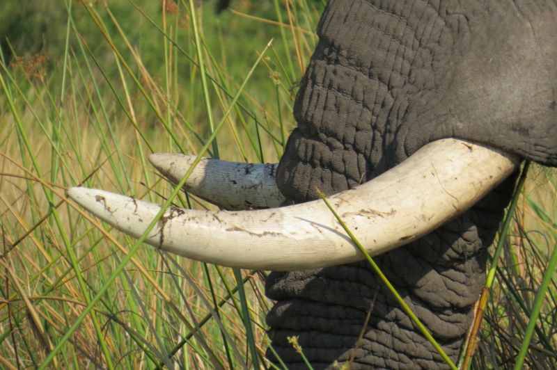 Tusks were extracted after killing at least five adult and subadult elephants