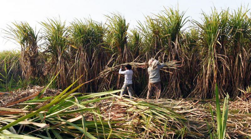 production assistance to cane growers and transport subsidy to mills for export 