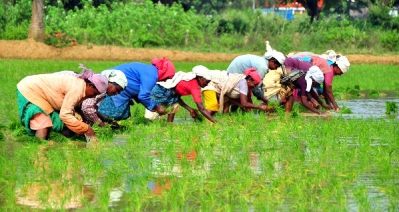 C'garh govt to waive short-term agri loans
