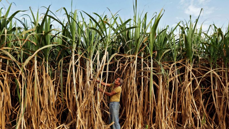 Maharashtra is one of the leading sugarcane producing states