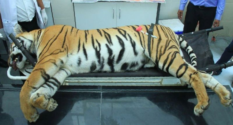 Man-eater Tigress Avni's Killing