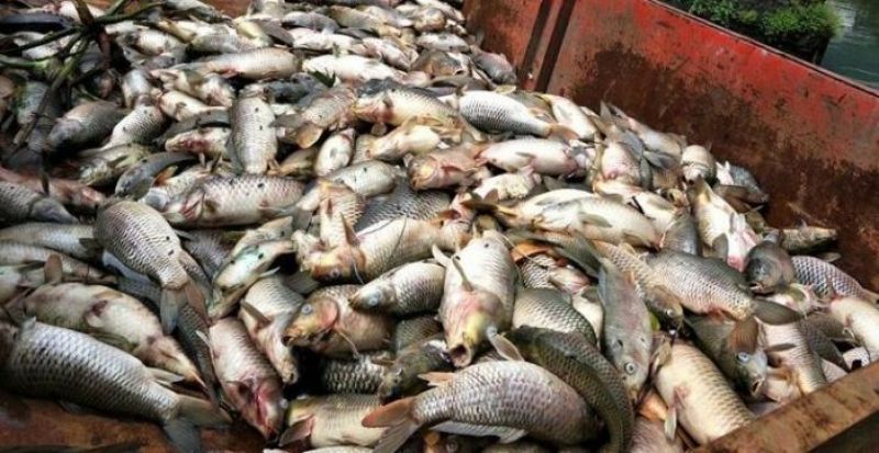 Ban on import of fishes after finding a presence of formalin in fishes