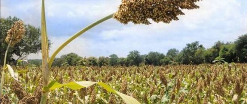CACP considering growing farm distress 