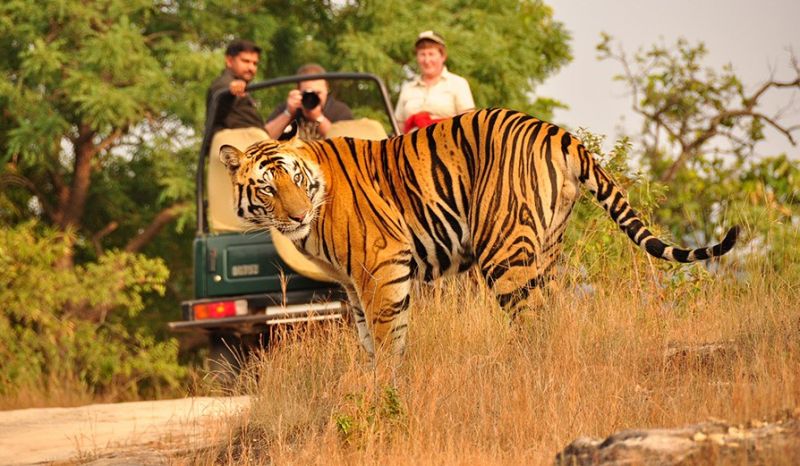 Kanha Tiger Reserve in Madhya Pradesh