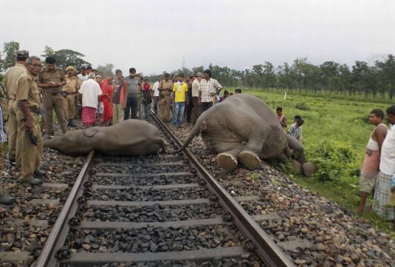Two adult elephants and a calf were hit