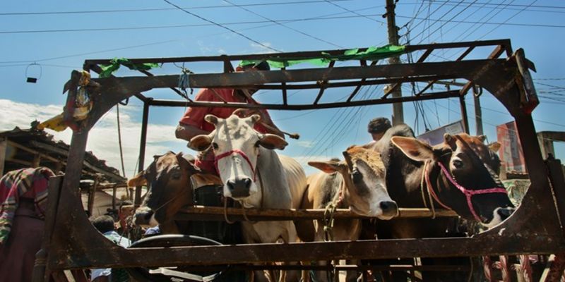 28-year-old man was lynched on suspicion of being a cow smuggler 