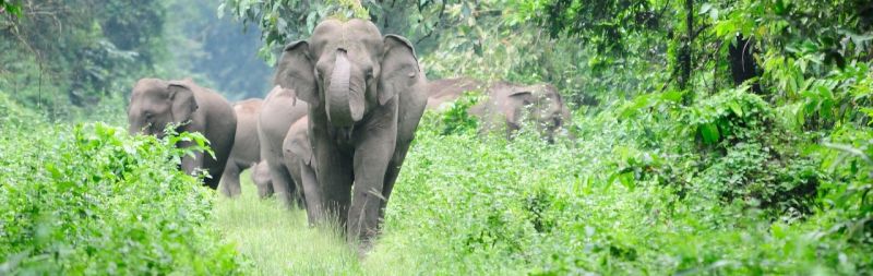 Forest department has sent two teams to the village to drive out the elephants