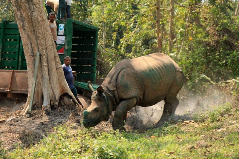 90 appointed in Assam rhino protection force