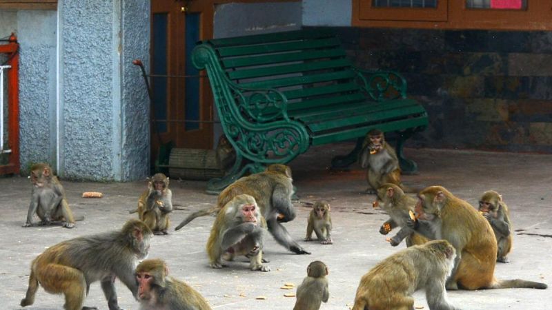 The strategy of catching the monkeys and releasing them at far off distance has not worked
