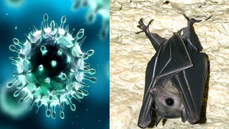 Nipah virus