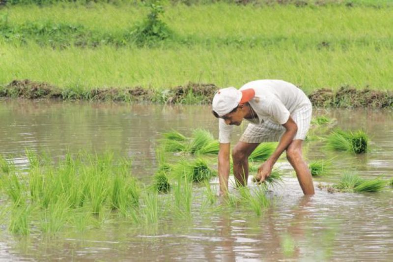 Farm loan waivers