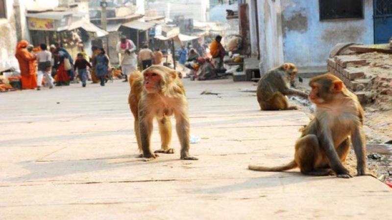 Monkey menace in Vrindaban - The Economic Times