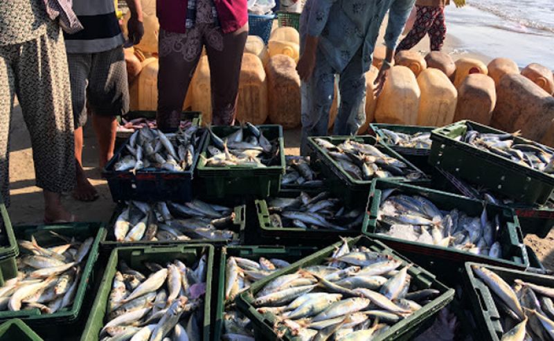 Goa bans fish import till July-end